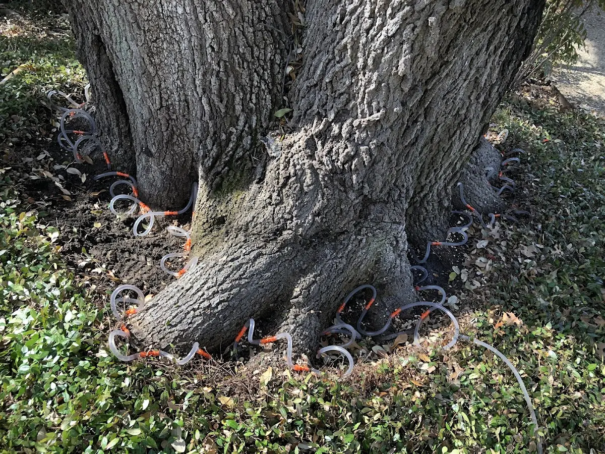 Detailed Tree Cabling and Bracing job site in Pinetop