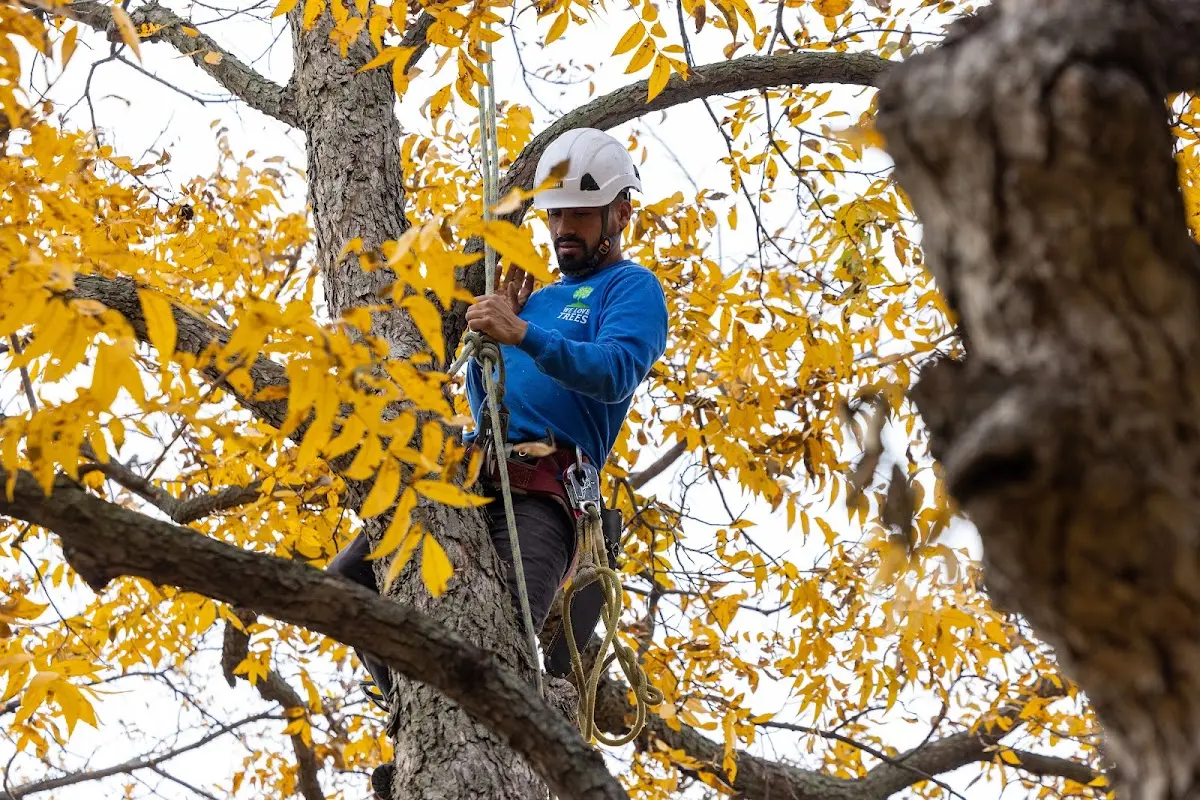 Skilled Tree Trimming crew working in Pinetop
