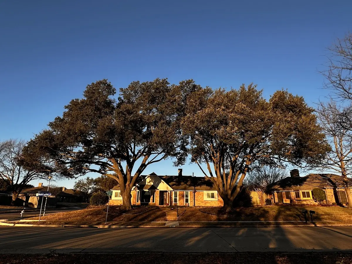 Established residential canopy tree shading a home in Pinetop